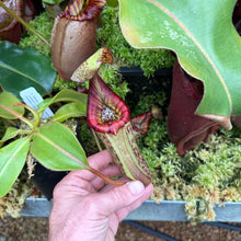 Load image into Gallery viewer, #30 N. ([Rokko ‘Exotica’ x boschiana) x veitchii] x {maxima x [(stenophylla x lowii) x (Rokko x veitchii)]}) x (chaniana x ephippiata) EP
