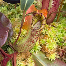 Load image into Gallery viewer, #25 N. minima x (eymae x veitchii) RE-0156
