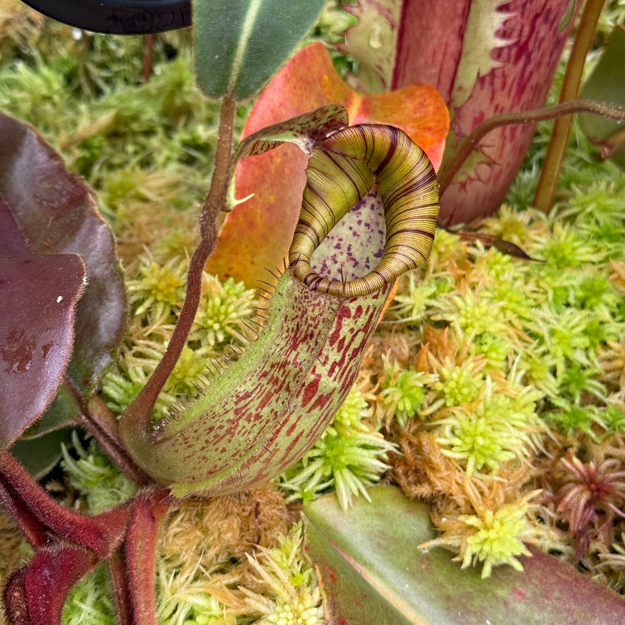 Nepenthes For Sale - Redleaf Exotics – RedLeaf Exotics