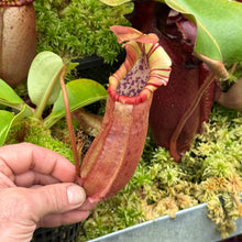 Load image into Gallery viewer, #29 N. northiana x nebularum red form RE-0125
