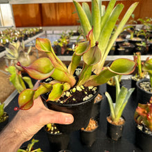 Load image into Gallery viewer, Heliamphora ‘Tequila'
