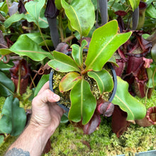 Load image into Gallery viewer, #37 N. {[Rokko x (zakriana x spectabilis)] x xTrusmadiensis} x veitchii ‘Candy Dreams’  RE-0186
