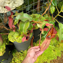 Load image into Gallery viewer, #1 N. veitchii (k) - tall peristome  x [(veitchii x maxima) x veitchii] EP
