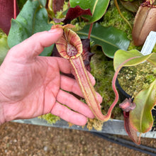Load image into Gallery viewer, #6 N. {[(lowii x veitchii) x boschiana] x [(veitchii x maxima) x veitchii]} (a) x ({[(lowii x veitchii) x boschiana] x [(veitchii x maxima) x veitchii]} (a) x platychila) RE-0181
