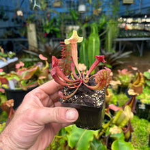 Load image into Gallery viewer, Sarracenia leucophylla x purpurea ssp. venosa ’Belly of Blood’
