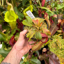 Load image into Gallery viewer, #10 N. truncata (e) - rippled leaves x (eymae x veitchii) (a) - Best RE-0118
