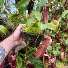 Load image into Gallery viewer, #29 N. northiana x nebularum red form RE-0125
