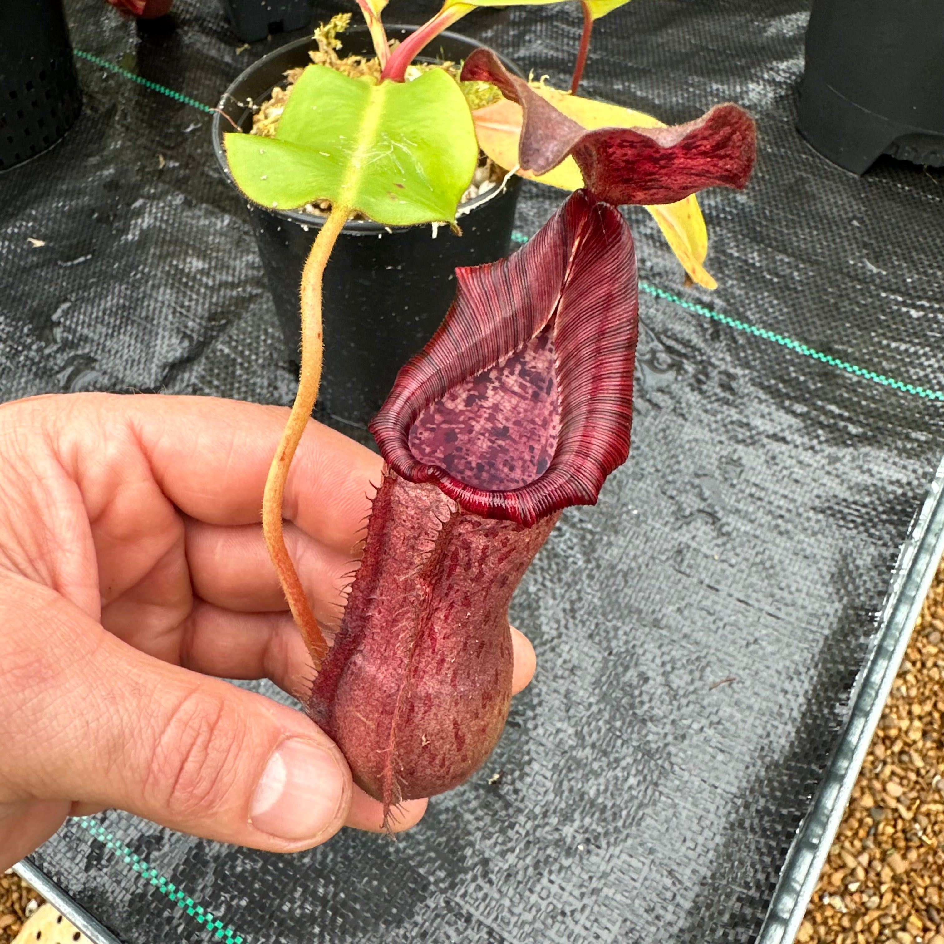 Nepenthes (LVBxVMV) x {[(Lowii x veitchii) x boschiana] x burbidgeae} -  Redleaf Exotics – RedLeaf Exotics