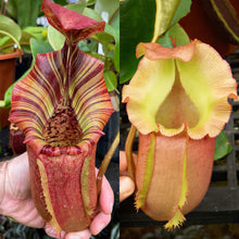 Load image into Gallery viewer, N. {[lowii x (northiana x veitchii)] x veitchii (m) x ‘Ruffles’ RE-0200
