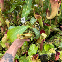 Load image into Gallery viewer, #2 N. [spectabilis x (northiana x veitchii)] x veitchii (m) #98 RE-0127
