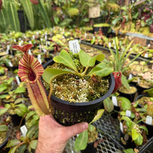 Load image into Gallery viewer, #14 N. {[(lowii x veitchii) x boschiana] x  [(veitchii x maxima) x veitchii]} (a) x veitchii ‘Red Tiger' RE-0106
