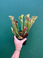 Sarracenia hybrid