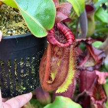 Load image into Gallery viewer, #37 N. {[Rokko x (zakriana x spectabilis)] x xTrusmadiensis} x veitchii ‘Candy Dreams’  RE-0186
