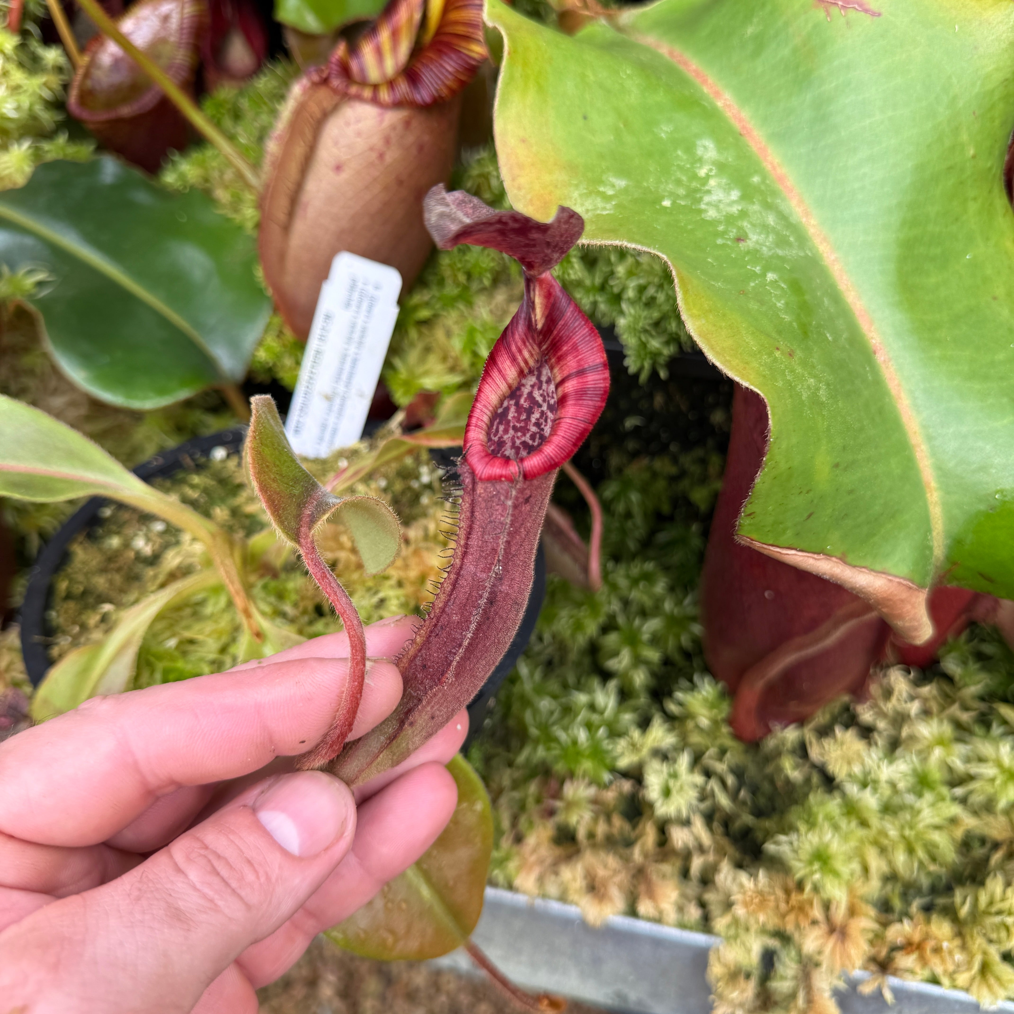 Nepenthes LVBxVMV (a) x veitchii 'Candy Dreams'- Redleaf Exotics