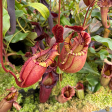 Load image into Gallery viewer, #44 N. (Viking x northiana) x veitchii 'Candy Dreams' RE-0068
