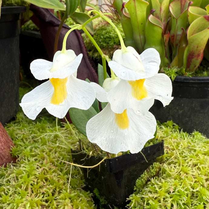 Utricularia alpina