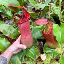 Load image into Gallery viewer, N. (ventricosa x sibuyanensis) – squat x edwardsiana - Rooted Cuttings
