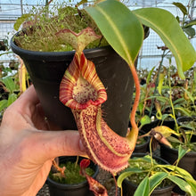 Load image into Gallery viewer, #1 Nepenthes {[lowii x veitchii) x boschiana] x [(veitchii x maxima) x veitchii]} x platychila RE-0009
