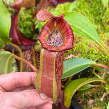 Load image into Gallery viewer, #1 N. boschiana x veitchii ‘Candy Dreams’ RE-0140
