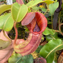 Load image into Gallery viewer, #16 N. {[(lowii x veitchii) x boschiana] x  [(veitchii x maxima) x veitchii]} (a) x veitchii ‘Red Tiger' RE-0106
