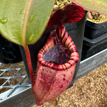 Load image into Gallery viewer, Nepenthes (Robcantleyi x burbidgeae) x veitchii &#39;Candy Dreams&#39; - Redleaf Exotics 
