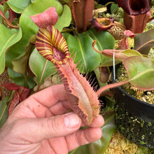 Load image into Gallery viewer, #13 N. {[(lowii x veitchii) x boschiana] x  [(veitchii x maxima) x veitchii]} (a) x veitchii ‘Red Tiger' RE-0106
