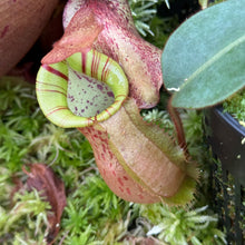 Load image into Gallery viewer, #1 N. [spectabilis x (northiana x veitchii)] x veitchii (m) #98 RE-0127

