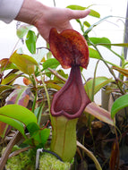 Nepenthes truncata x ephippiata (b) -  Redleaf Exotics