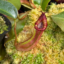 Load image into Gallery viewer, #33 N.  ([(Rokko ‘Exotica’ x boschiana)x veitchii] (a) x {maxima x [(stenophylla x lowii) x (Rokko x veitchii)]}) X {[(Rokko ‘Exotica’ x boschiana) x veitchii] (a) x edwardsiana}  RE-0154
