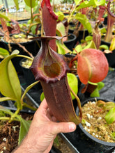 Load image into Gallery viewer, SPECIMEN N. (naga x bongso) x Sabre &#39;Dark Cherry&#39;
