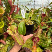 Load image into Gallery viewer, #36 N.  (Rokko 'Exotica' x boschiana) x veitchii (a)] x veitchii (m) #98 RE-0135
