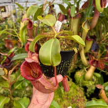 Load image into Gallery viewer, #17 N.  (Rokko 'Exotica' x boschiana) x veitchii (a)] x veitchii (m) #98 RE-0135
