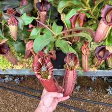 Load image into Gallery viewer, #56 N. northiana x {[(lowii x veitchii) x boschiana] x [(veitchii x maxima) x veitchii]}
