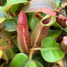 Load image into Gallery viewer, N.  [(Rokko &#39;Exotica&#39; x boschiana) x veitchii] (a) x veitchii (m) #98 RE-0135
