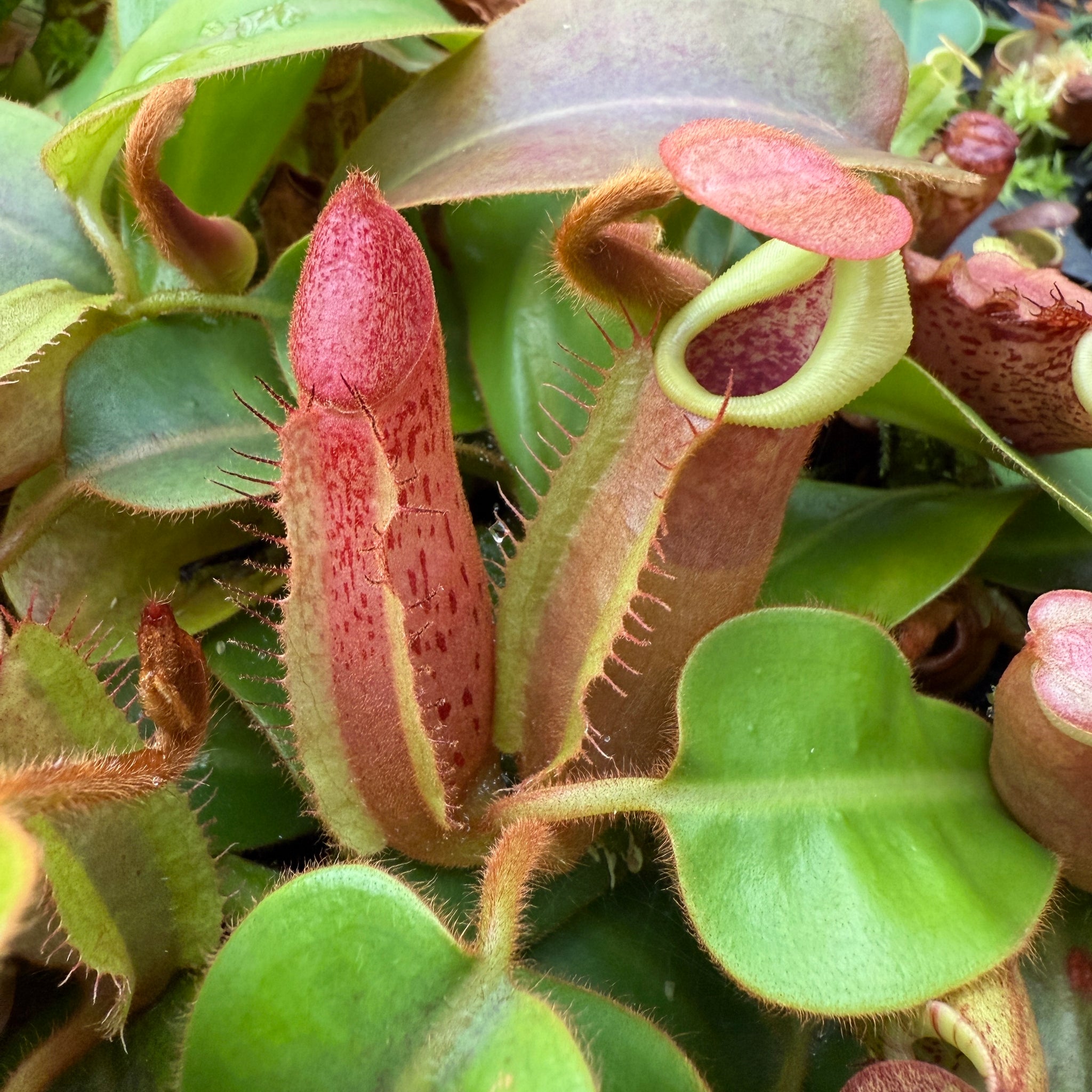 exotica plants Nepenthes (Rokko 'Exotica' x boschiana) x veitchii