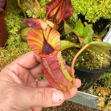 Load image into Gallery viewer, #16 N. {[(lowii x veitchii) x boschiana] x  [(veitchii x maxima) x veitchii]} (a) x veitchii ‘Red Tiger' RE-0106
