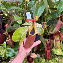 Load image into Gallery viewer, N. truncata – giant x veitchii (m) – Bario EP small
