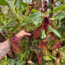 Load image into Gallery viewer, #1 N. [(Rokko ‘Exotica’ x boschiana) x veitchii] (a) x Sabre ‘Dark Cherry’ – 2nd grex
