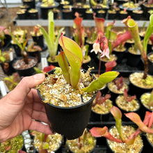 Load image into Gallery viewer, Heliamphora  ionasi - Redleaf Exotics
