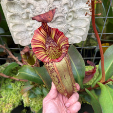 Load image into Gallery viewer, #2 N. [spectabilis x (northiana x veitchii)] x veitchii (m) #98 RE-0127

