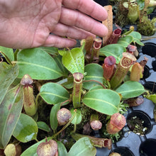 Load image into Gallery viewer, N. glandulifera x veitchii ‘Candy Dreams’ RE-0145
