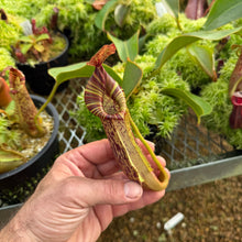Load image into Gallery viewer, #1 N. vogelii x veitchii ‘Red Tiger’ RE-0132 SPECIMEN
