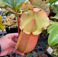 Load image into Gallery viewer, N. ‘Ruffles’ - (lowii x veitchii) x (sibuyanensis x Trusmadiensis) x veitchii (m) EP  Rooted cutting
