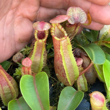 Load image into Gallery viewer, N.  ([(Rokko ‘Exotica’ x boschiana)x veitchii] (a) x {maxima x [(stenophylla x lowii) x (Rokko x veitchii)]}) x veitchii ‘Red Tiger’ RE-0192 LIMITED!
