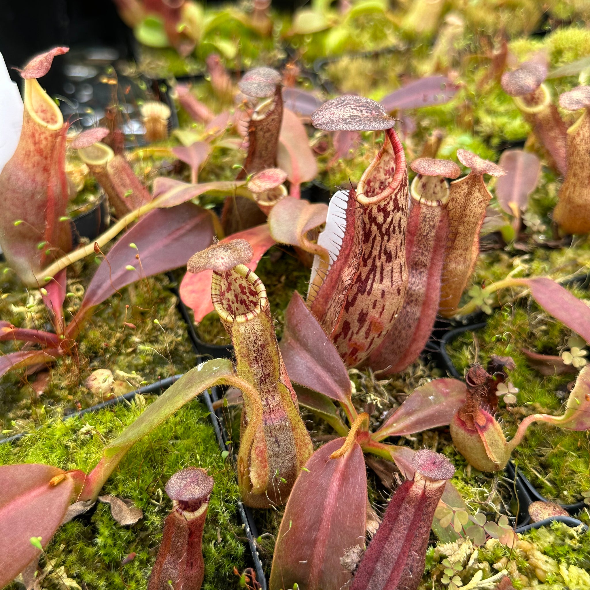 P.veitchii 'Lemoinei 擦ら High Shield'(白選抜)