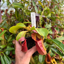 Load image into Gallery viewer, #16 N. {[(lowii x veitchii) x boschiana] x  [(veitchii x maxima) x veitchii]} (a) x veitchii ‘Red Tiger' RE-0106
