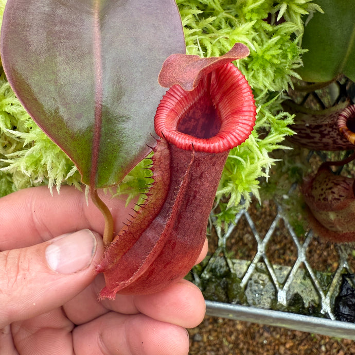 #2 N. {[(lowii x veitchii) x boschiana] x [(veitchii x maxima) x veitchii]} x {[(Rokko ‘Exotica’ x boschiana) x veitchii] x edwardsiana} RE-0137