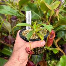 Load image into Gallery viewer, N. xtrusmadiensis x {[(Rokko ‘Exotica’ x boschiana) x veitchii] x edwardsiana} EP
