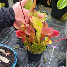 Load image into Gallery viewer, Heliamphora  ionasi - large flowering plant
