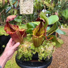 Load image into Gallery viewer, #70 N. [(lowii x campanulata) x burbidgeae] x veitchii 'Candy Dreams' RE-0084
